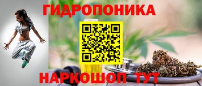 шишки Аргун